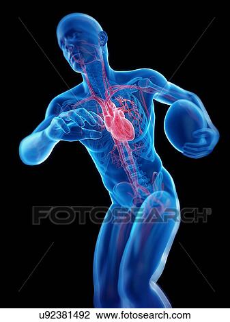 Stock Image - Rugby player's heart, illustration.. Fotosearch
