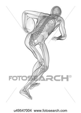 Picture - Rugby player's skeletal system, illustration.. Fotosearch