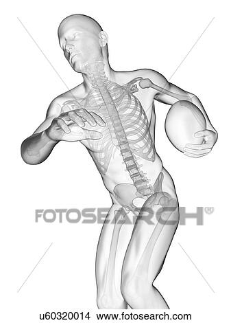 Picture - Rugby player's skeletal system, illustration.. Fotosearch