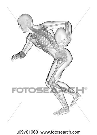 Stock Photo - Rugby player's skeletal system, illustration.. Fotosearch