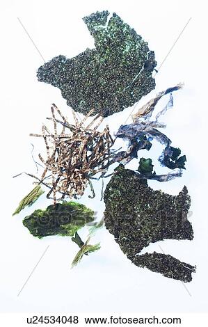 Stock Photo - Seaweed, studio shot.. Fotosearch