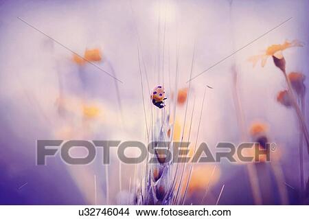 Picture - Seven-spot ladybird. Fotosearch