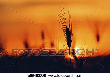 Silhouette of wheat field at sunset View Large Photo Image Stock Photo - Silhouette of wheat field at sunset. Fotosearch