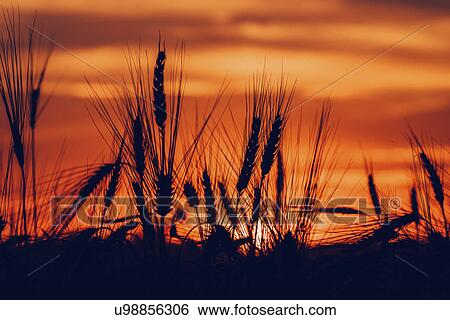 Stock Photograph - Silhouette of wheat field at sunset. Fotosearch