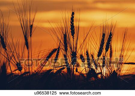 Stock Photography - Silhouette of wheat field at sunset. Fotosearch