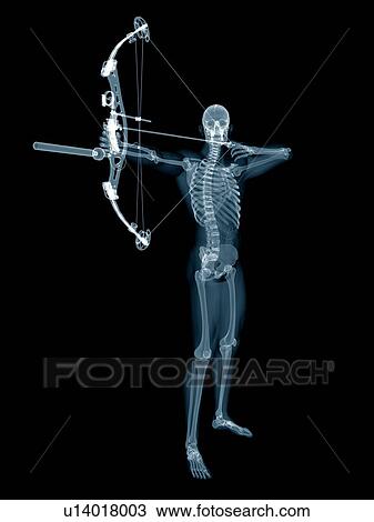 Skeletal structure of an archer, illustration. View Large Photo Image Stock Image - Skeletal structure of an archer, illustration.. Fotosearch