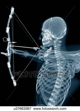 Skeletal structure of an archer, illustration. View Large Photo Image Stock Photo - Skeletal structure of an archer, illustration.. Fotosearch
