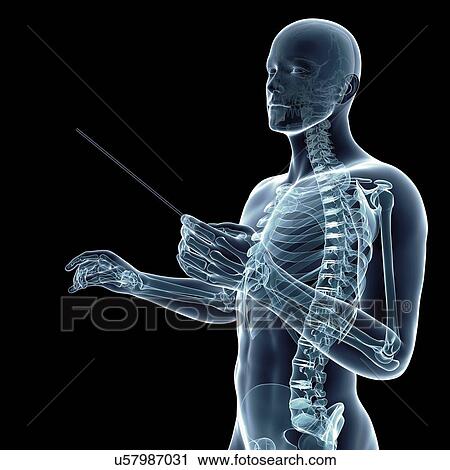 Skeletal system of a conductor, illustration. View Large Photo Image Stock Image - Skeletal system of a conductor, illustration.. Fotosearch