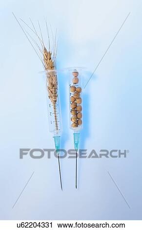 Stock Image - Soy beans and wheat in syringes, studio shot.. Fotosearch