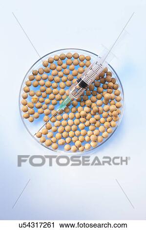 Soy beans in petri dish with syringe, studio shot. View Large Photo Image Stock Image - Soy beans in petri dish with syringe, studio shot.. Fotosearch