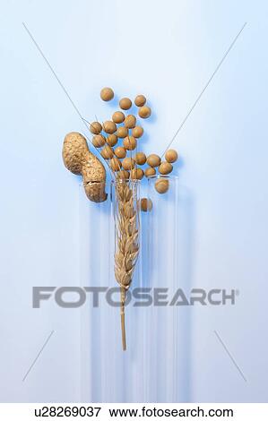 Stock Photo - Soy beans wheat and monkey nut in test tubes, studio shot.. Fotosearch