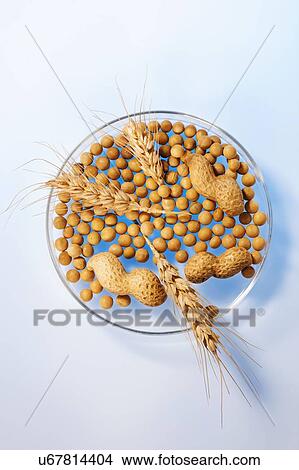Picture - Soy beans, wheat and monkey nuts in petri dish, studio shot.. Fotosearch