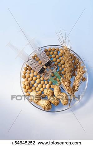 Stock Image - Soy beans, wheat and monkey nuts in petri dish with syringes, studio shot.. Fotosearch