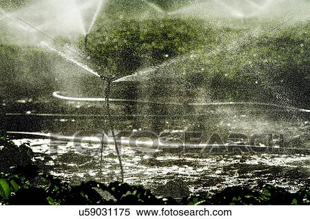Sprinklers in field View Large Photo Image Stock Photography - Sprinklers in field. Fotosearch