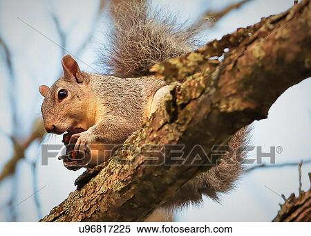 Squirrel View Large Photo Image Stock Photography - Squirrel. Fotosearch