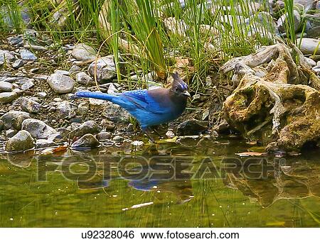 Stock Photograph - Stellar Jay. Fotosearch