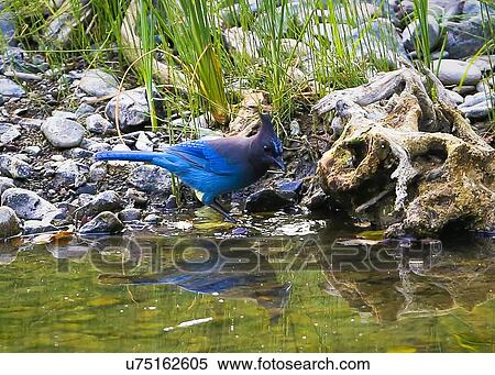Stock Photography - Stellar Jay. Fotosearch
