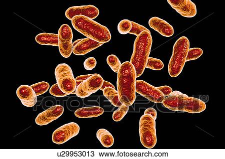 Stock Image - Tannerella forsythia bacteria, computer illustration. This anaerobic Gram-negative rod-shaped bacterium was previously called Bacteroides forsythus and Tannerella forsythensis. It has been identified in atherosclerotic lesions, and is implicated in.... Fotosearch