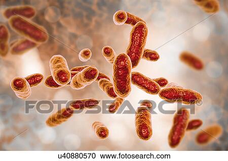 Stock Image - Tannerella forsythia bacteria, computer illustration. This anaerobic Gram-negative rod-shaped bacterium was previously called Bacteroides forsythus and Tannerella forsythensis. It has been identified in atherosclerotic lesions, and is implicated in.... Fotosearch