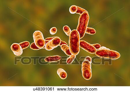 Stock Image - Tannerella forsythia bacteria, computer illustration. This anaerobic Gram-negative rod-shaped bacterium was previously called Bacteroides forsythus and Tannerella forsythensis. It has been identified in atherosclerotic lesions, and is implicated in.... Fotosearch