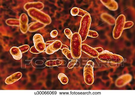 Stock Photo - Tannerella forsythia bacteria, computer illustration. This anaerobic Gram-negative rod-shaped bacterium was previously called Bacteroides forsythus and Tannerella forsythensis. It has been identified in atherosclerotic lesions, and is implicated in.... Fotosearch