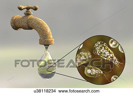 Picture - Tap water contaminated by amoeba, illustration. Fotosearch