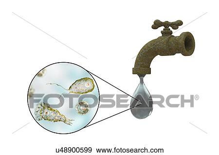 Stock Photo - Tap water contaminated by amoeba, illustration. Fotosearch
