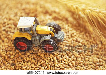 Toy tractor with wheat grains, conceptual image View Large Photo Image Stock Photograph - Toy tractor with wheat grains, conceptual image. Fotosearch