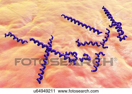 Stock Image - Treponema denticola bacteria, illustration. Fotosearch