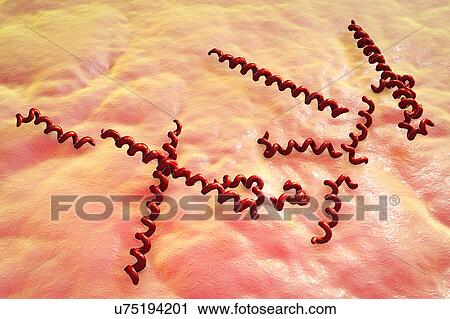 Stock Image - Treponema denticola bacteria, illustration. Fotosearch