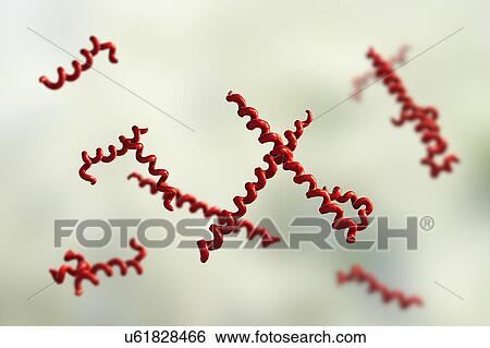 Treponema denticola bacteria, illustration View Large Photo Image Stock Photograph - Treponema denticola bacteria, illustration. Fotosearch