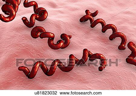 Stock Image - Treponema pallidum syphilis bacteria, illustration. Fotosearch