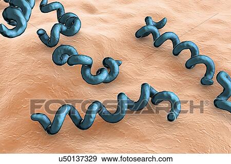 Stock Photo - Treponema pallidum syphilis bacteria, illustration. Fotosearch
