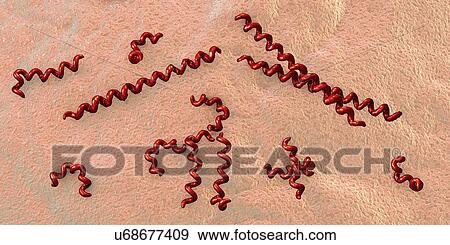 Treponema pallidum syphilis bacteria, illustration View Large Photo Image Stock Photo - Treponema pallidum syphilis bacteria, illustration. Fotosearch