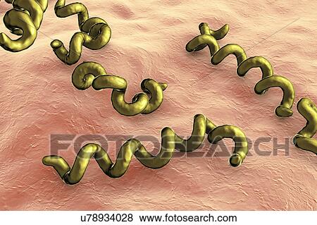 Treponema pallidum syphilis bacteria, illustration View Large Photo Image Stock Photo - Treponema pallidum syphilis bacteria, illustration. Fotosearch