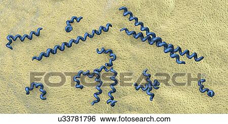 Stock Photograph - Treponema pallidum syphilis bacteria, illustration. Fotosearch