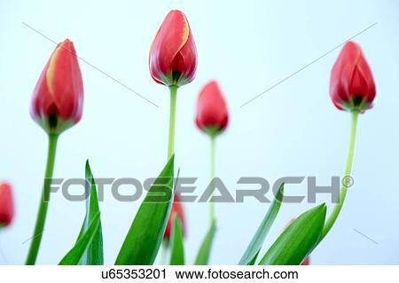 Tulip flowers View Large Photo Image Stock Image - Tulip flowers. Fotosearch