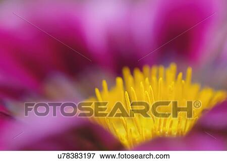 Stock Photo - Water lily flower. Fotosearch