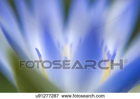 Water lily flower View Large Photo Image Stock Photo - Water lily flower. Fotosearch