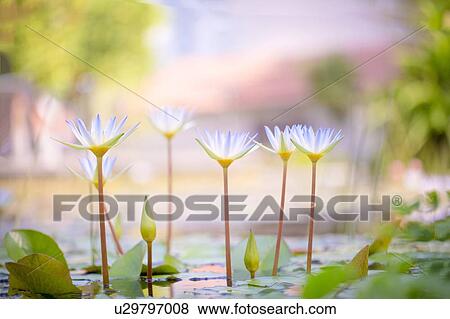 Water lily flowers View Large Photo Image Stock Photo - Water lily flowers. Fotosearch