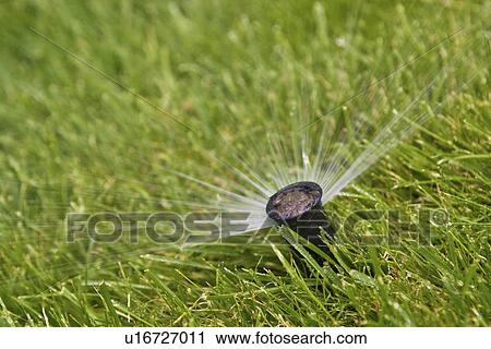 Stock Image - Water sprinkler in grass. Fotosearch