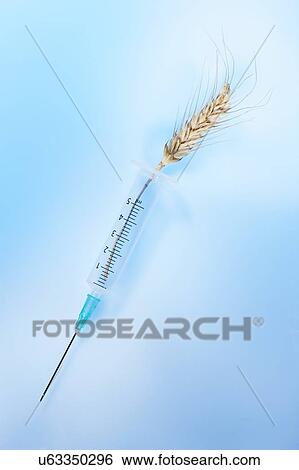 Stock Photograph - Wheat and syringe, studio shot.. Fotosearch