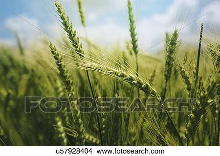 Picture - Wheat crop. Fotosearch