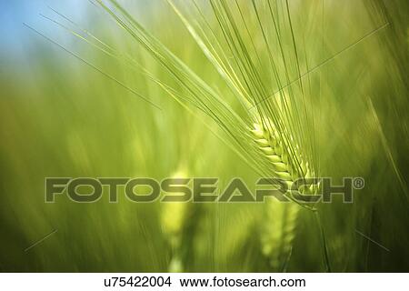 Picture - Wheat crop. Fotosearch