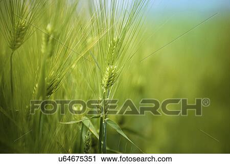 Stock Image - Wheat crop. Fotosearch