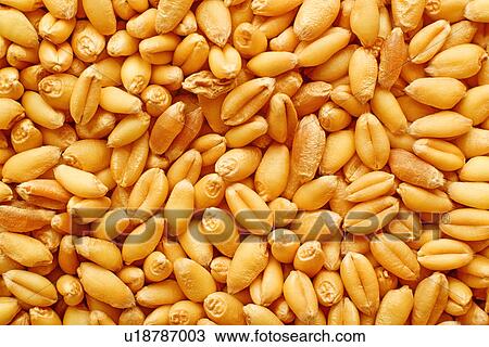 Stock Image - Wheat grains. Fotosearch