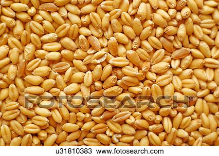 Stock Image - Wheat grains. Fotosearch