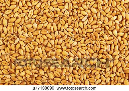 Stock Image - Wheat grains. Fotosearch