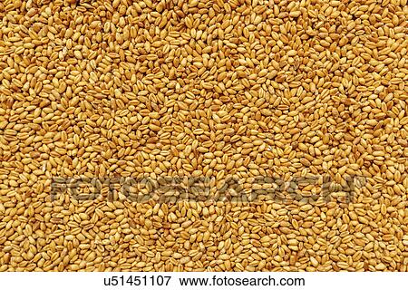 Wheat grains View Large Photo Image Stock Photo - Wheat grains. Fotosearch