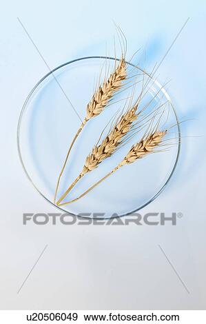 Stock Photo - Wheat in petri dish, studio shot.. Fotosearch